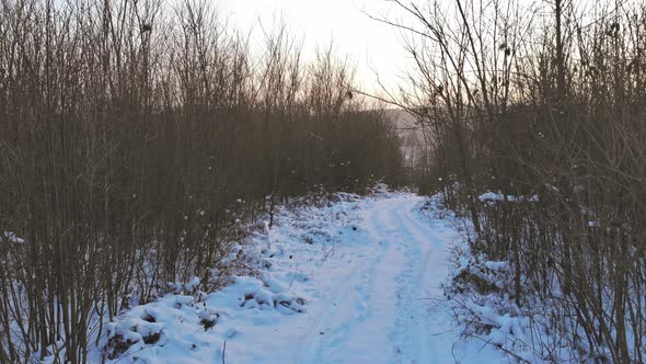 Mysterious Fantastic Winter Panoramic Landscape with Snowy Forest in Heavy Snowfall Aerial View