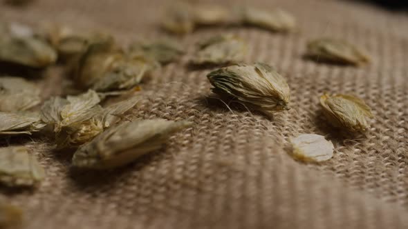 Rotating shot of barley and other beer brewing ingredients