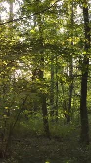 Vertical Video Forest with Trees in the Fall