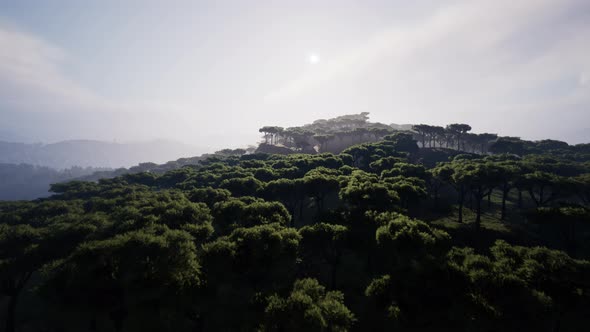 Distant Scattered Acacia Trees Covering Hills in African Landscape in Namibia