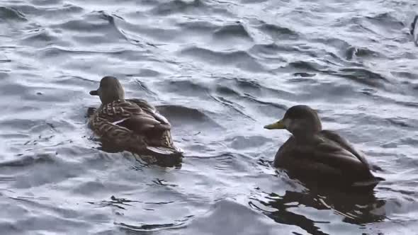 Closeup of lively ducks swimming together in a pond