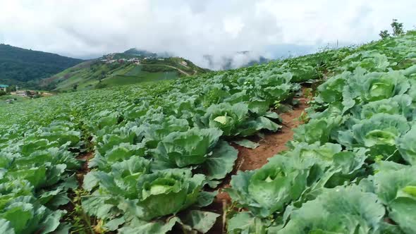 Scenic Drone Footage Of Cabbage Plantation With Foggy Weather In Background