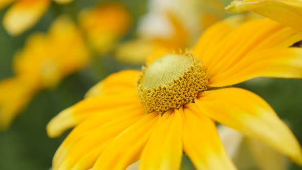 Rudbeckia hirta Irish Spring flower garden  close-up   petals and pistil 4K 3840X2160 30fps  UltraHD