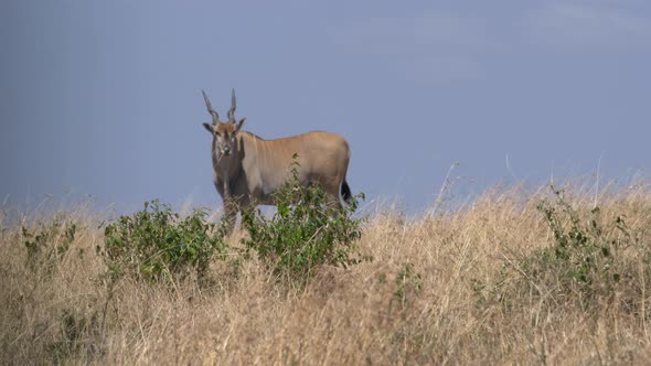 Common eland in Africa