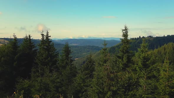 Carpathian Mountains covered with pine forest in Transylvania, zoom in