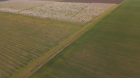 Aerial View of Flowering Orchard in Spring and Agricultural Fields