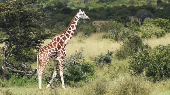 Giraffe Walking Alone At The Savannah In Sosian Wildlife, Kenya - Medium Shot