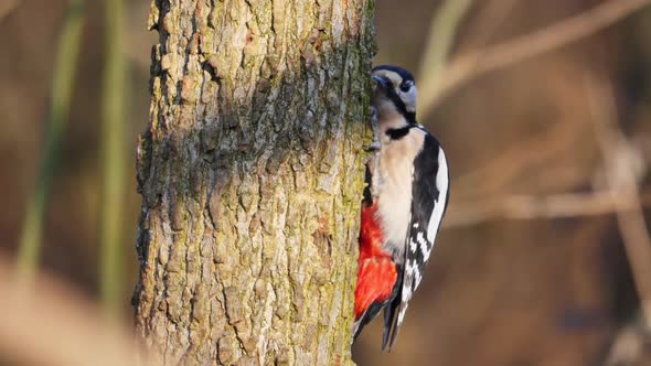 Great Spotted Woodpecker on a Tree Branch Chisels Into the Tree to Find Food