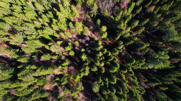Top View of a Dense Coniferous Forest