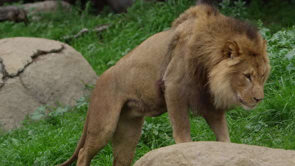 king of the jungle male lion steps up onto rock slow motion