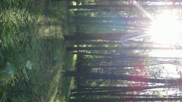 Vertical Video of a Beautiful Green Pine Forest on a Summer Day Slow Motion