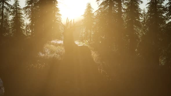 Deer Male in Forest at Sunset