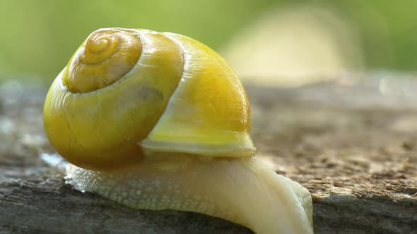 Snail Creeps Through The Board In The Garden