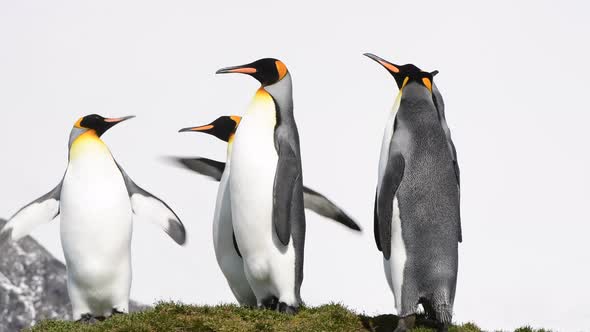 King Penguin on the Beach in South Georgia