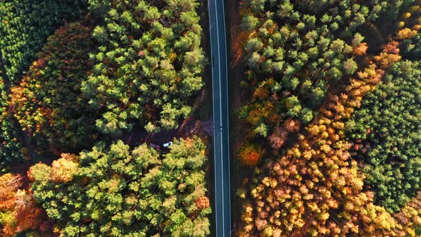 Flying above wonderful forest with multicolored trees in autumn, Poland