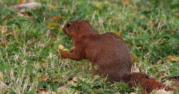 Unstriped Ground Squirrel, xerus rutilus, Adult Eating, Tsavo Parc in Kenya, Real Time 4K