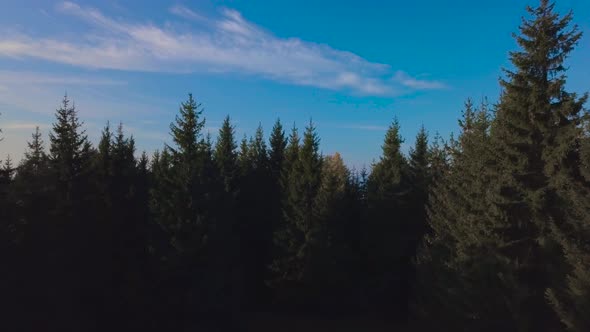 Flying Over the Forest in the Mountains