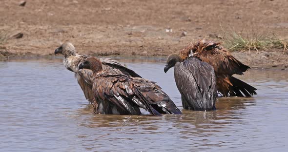African white-backed vulture, gyps africanus, Group standing in Water, having Bath