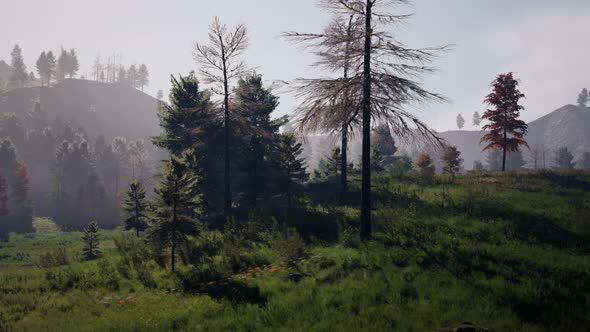 Pine Tree Forrest in the Montains