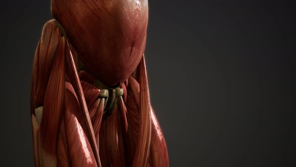 Muscular System of Human Body