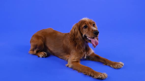 Dog Breed English Cocker Spaniel Lies Stretched Out in Front of Him His Front Paws in the Studio on