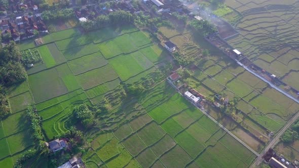 Aerial drone view of the green farming fields in Indonesia.