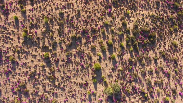 Aerial view of the annual wild flowers of Namaqualand, Northern Cape, South Africa