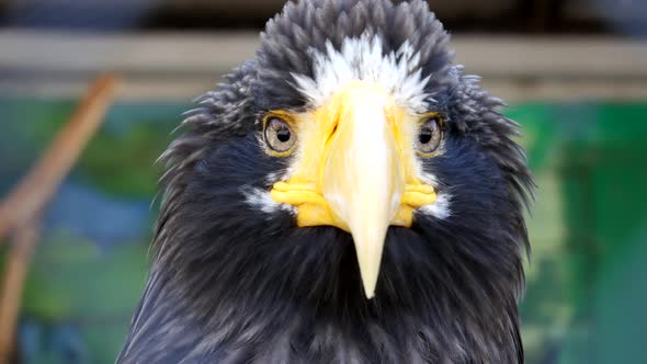 Head Of Haliaeetus Pelagicus Sitting On A Branch.