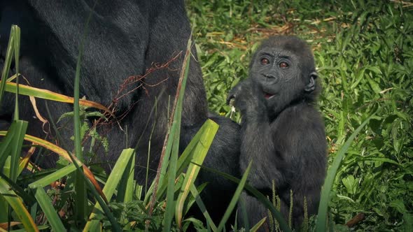 Baby Gorilla By Mother Eating Foliage