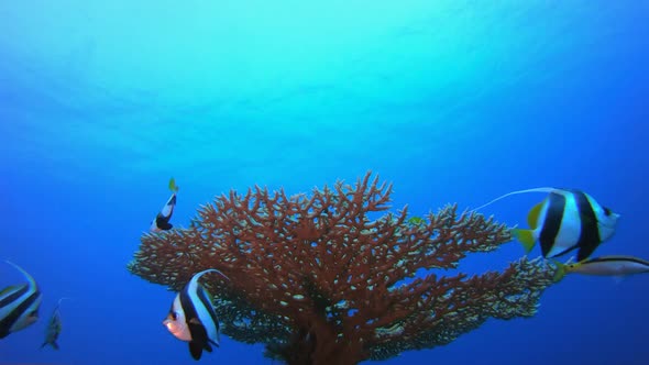 Tropical Blue Water Fish