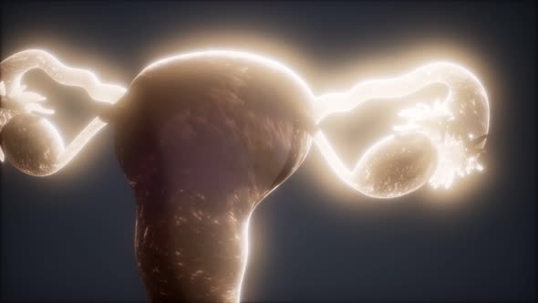 Female Reproductive System Anatomy alt