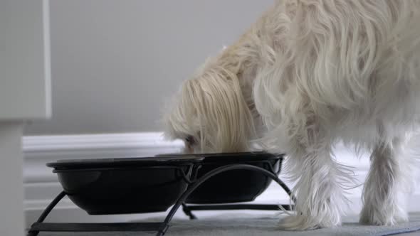 Small white dog eating from food bowl