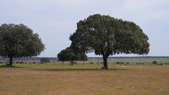 Holm Oak and bulls on a farm