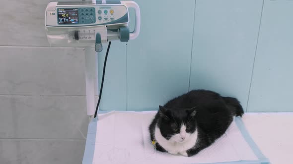 Cat on Dropper in Veterinary Clinic Lies on White Table in Blue Room