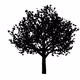Growing Tree Silhouette - VideoHive Item for Sale