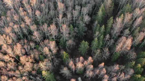 Aerial Shot of Spring Forest Landscape