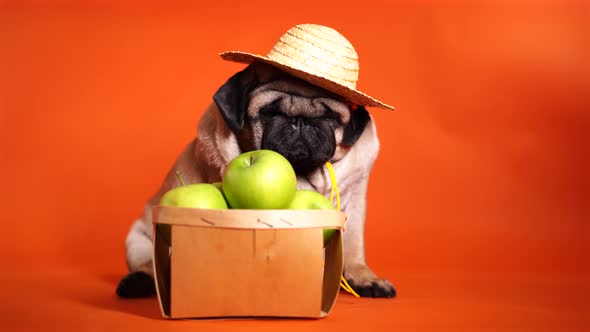 Close Up of Tired Cute Pug with Green Apples on Orange Background