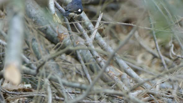 A little bird moving between branches, Outaouais, Quebec, Canada, static close up