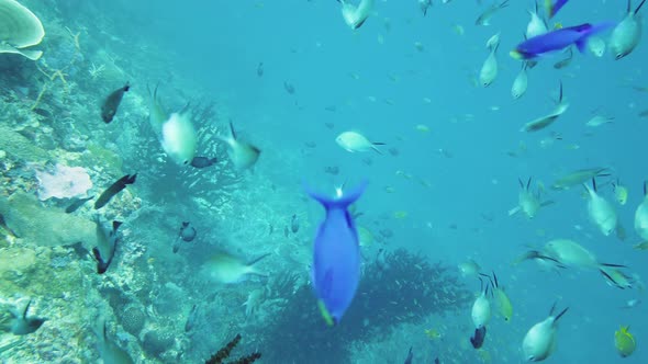 Coral Reef with Fish Underwater