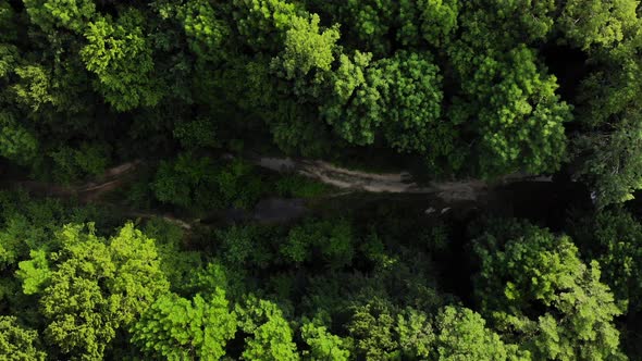 Aerial top view of summer green trees in forest background, Caucasus, Russia.