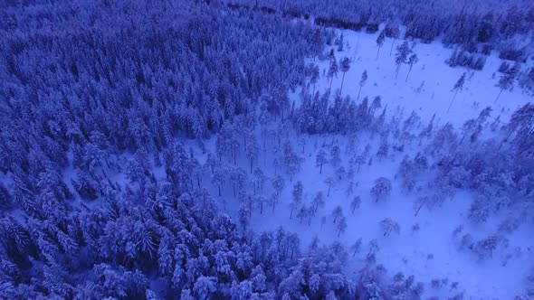 Aerial Shot Of Forest During Winter