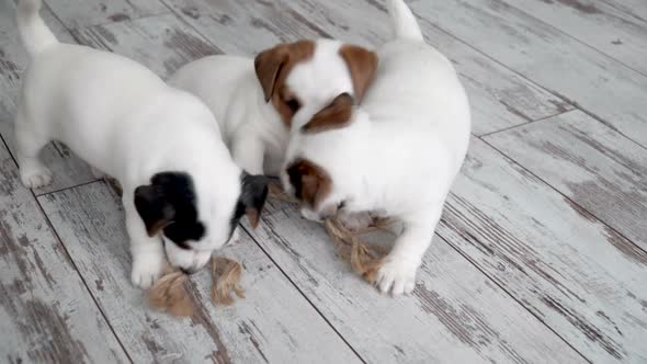 Cute Puppies Play Bite Toys