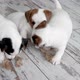 Cute Puppies Play Bite Toys - VideoHive Item for Sale