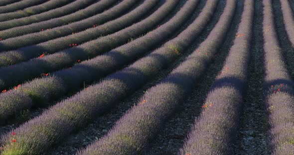 Field of lavenders,Ferrassieres, Provence, France