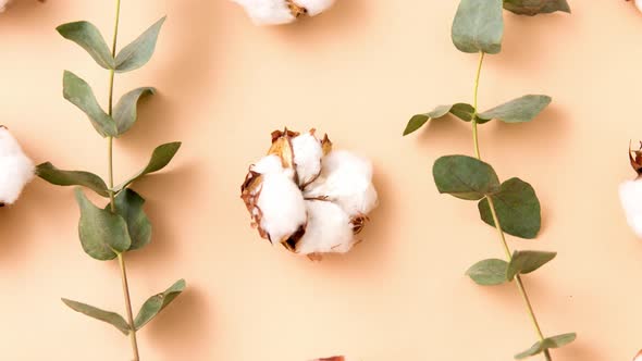 Cotton Flowers and Eucalyptus on Beige Background