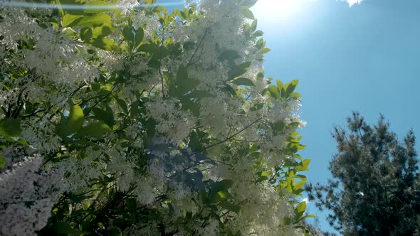 Wide Shot of Blossoming Bird Cherry Tree Bunch with White Flowers and Green Leaves in a Sunny Spring