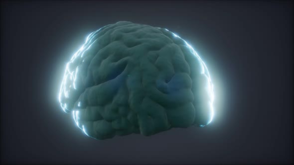 Loop Rotating Human Brain Animation alt