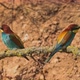 European Beeeater or Merops Apiaster - VideoHive Item for Sale