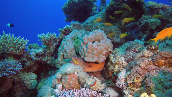 Reef Yellow Mouth Moray