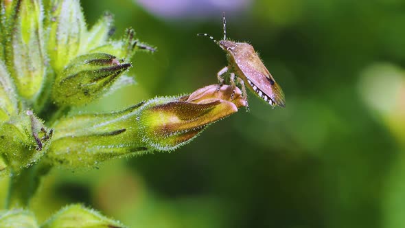 Carpocoris Purpureipennis is Sitting on a Green Flower